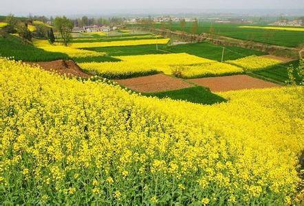 2018年4月12日秦娃带你赏杨庄油菜花徒步扯袍峪登人头山