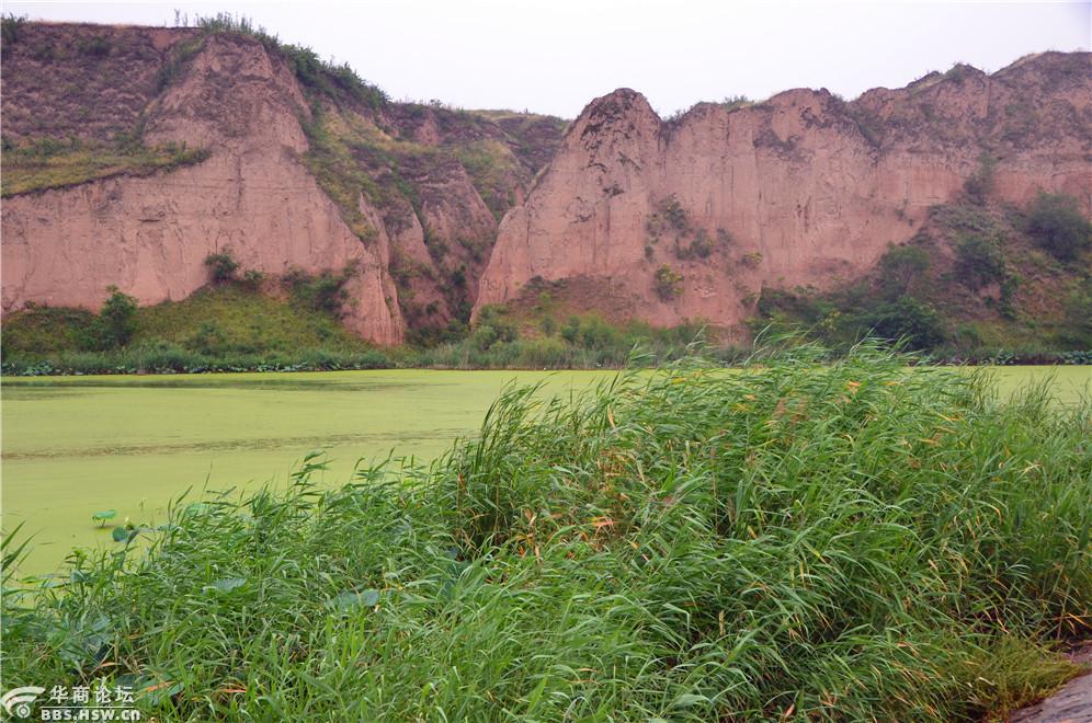 走进泔河湿地公园-咸阳论坛-华商论坛