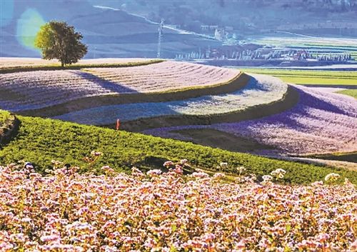 乐途自助游2018年8月25日定边荞麦花海花马盐湖避暑2日游