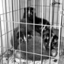安放铁夹捕猎 父子俩被查