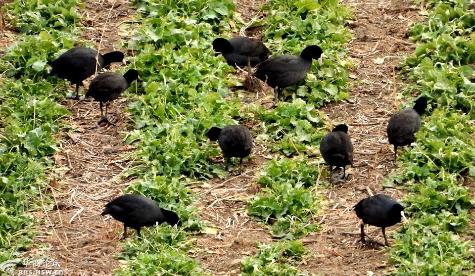 梦见别人送鸡嘱咐要记得拿走，梦境背后的深意与启示