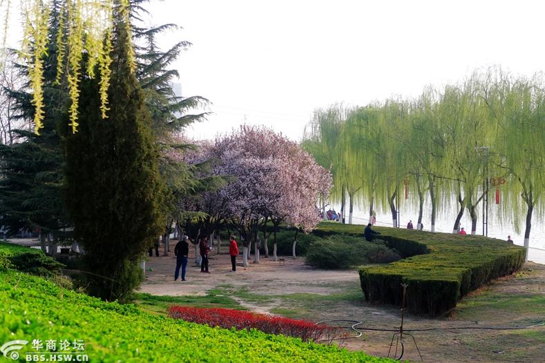 人间最美三月天,风景如画咸阳湖