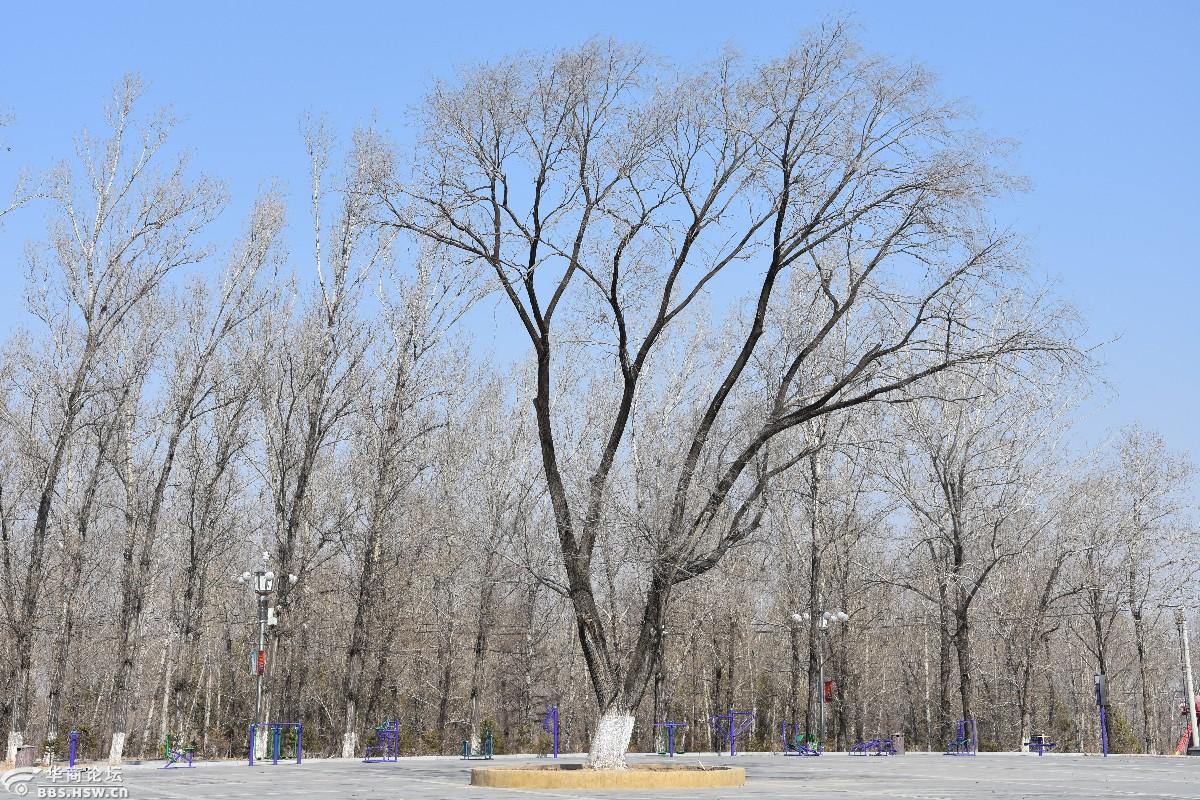 大东北的春天