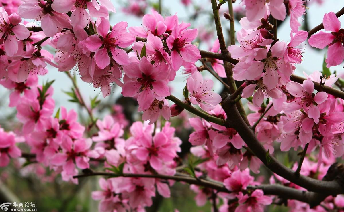 樱桃花,李花,梨花,春季里来百花开.