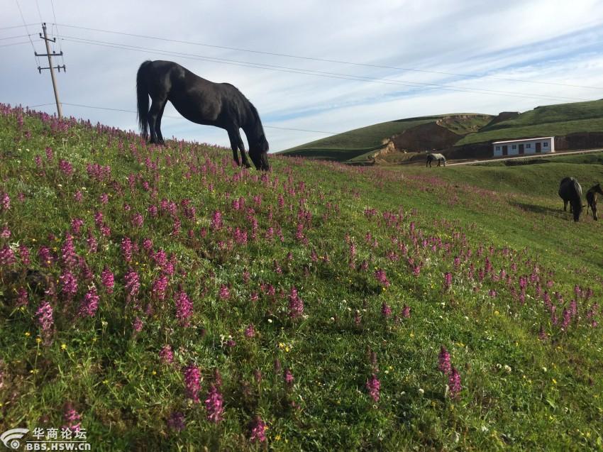 【秦岭户外】7月10日,游览马先蒿花海,纵马驰骋草原2日避暑休闲摄影游