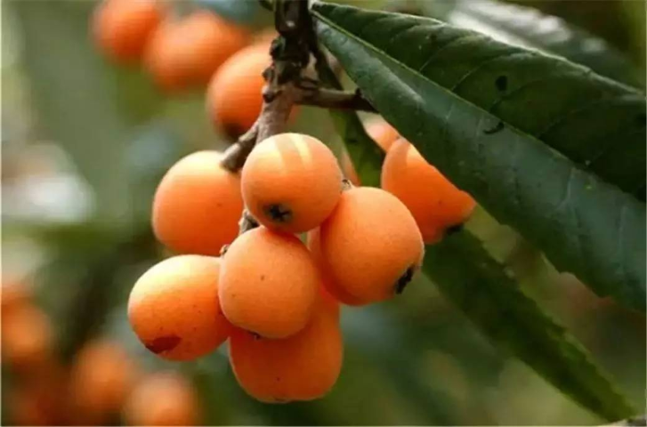 枇杷果怎么吃更健康 有哪些健康搭配吃法？