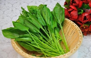 菠菜不能和什么一起吃 搭配禁忌一定要了解