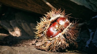 东观峪穿越田峪：晒晒我从秦岭采的那些野果子