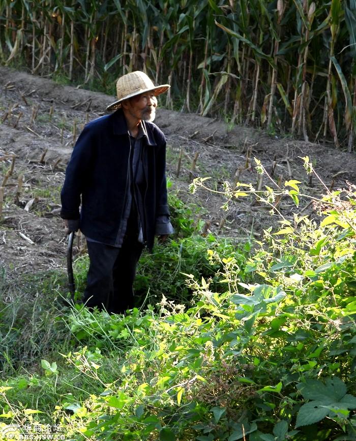 实拍农村八旬老农割草喂奶山羊!