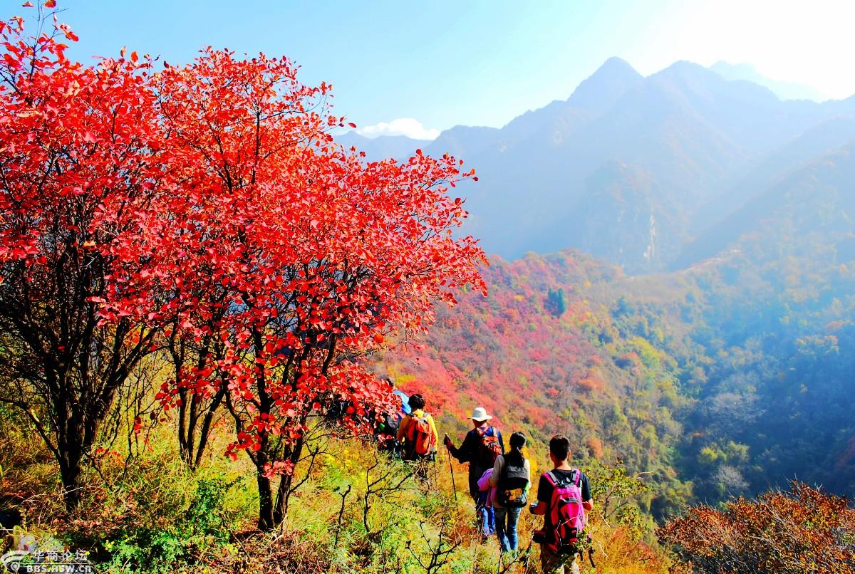 塔坪红叶满山梁