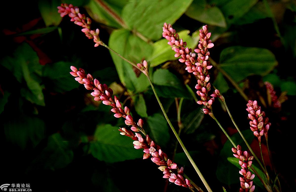 【花卉欣赏】《香蓼》
