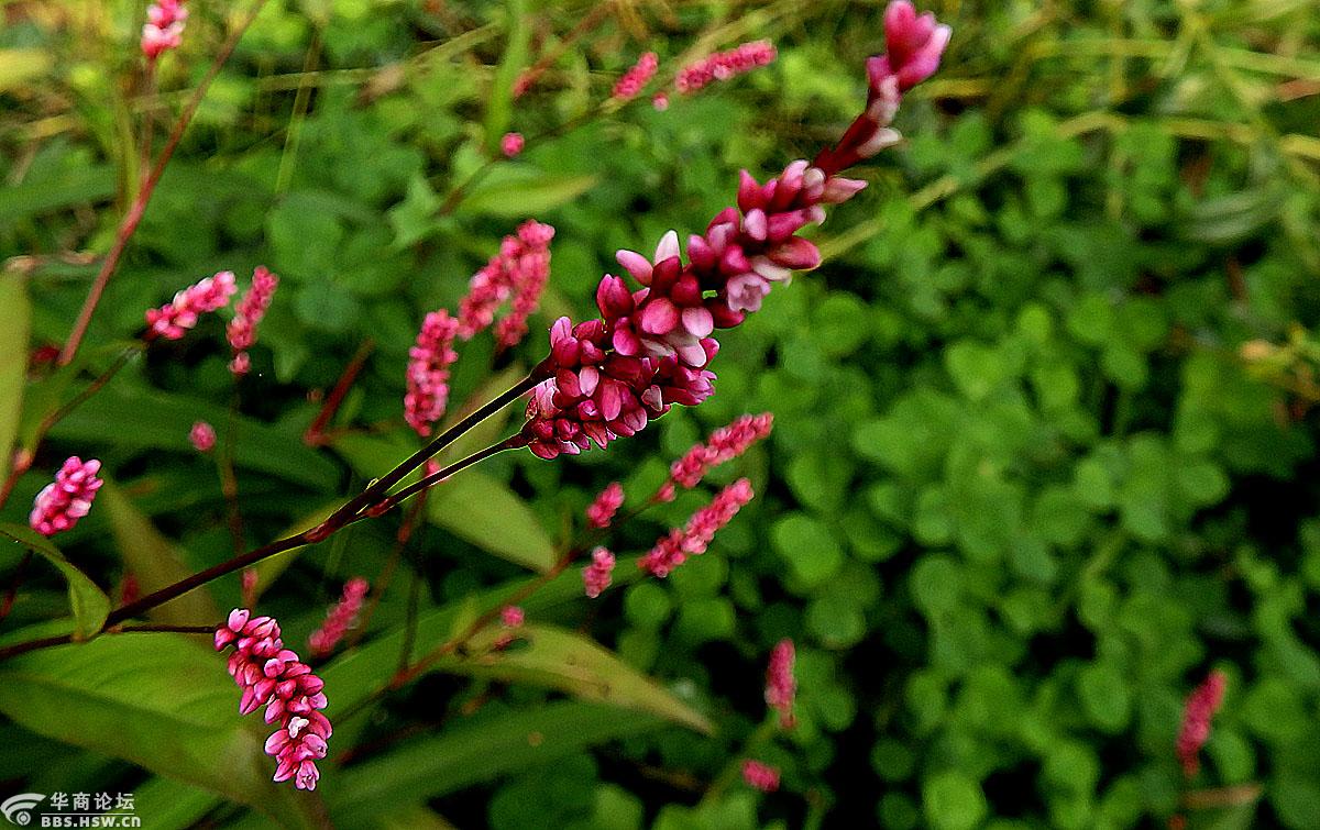 【花卉欣赏】《香蓼》