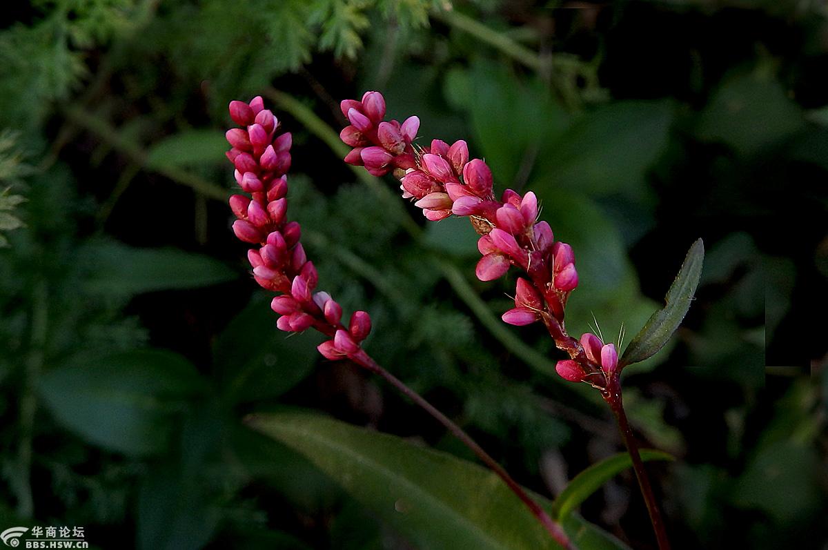 【花卉欣赏】《香蓼》