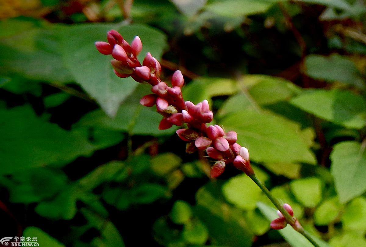 【花卉欣赏】《香蓼》