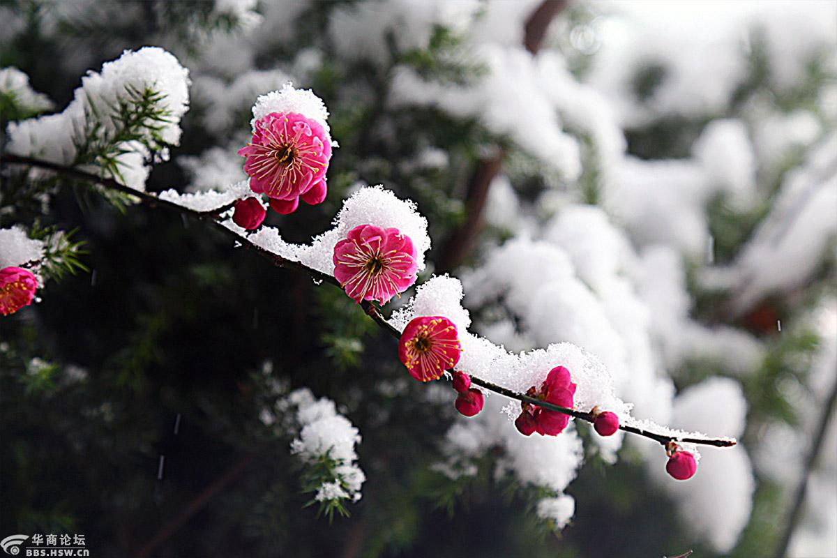 梅花欢喜漫天雪