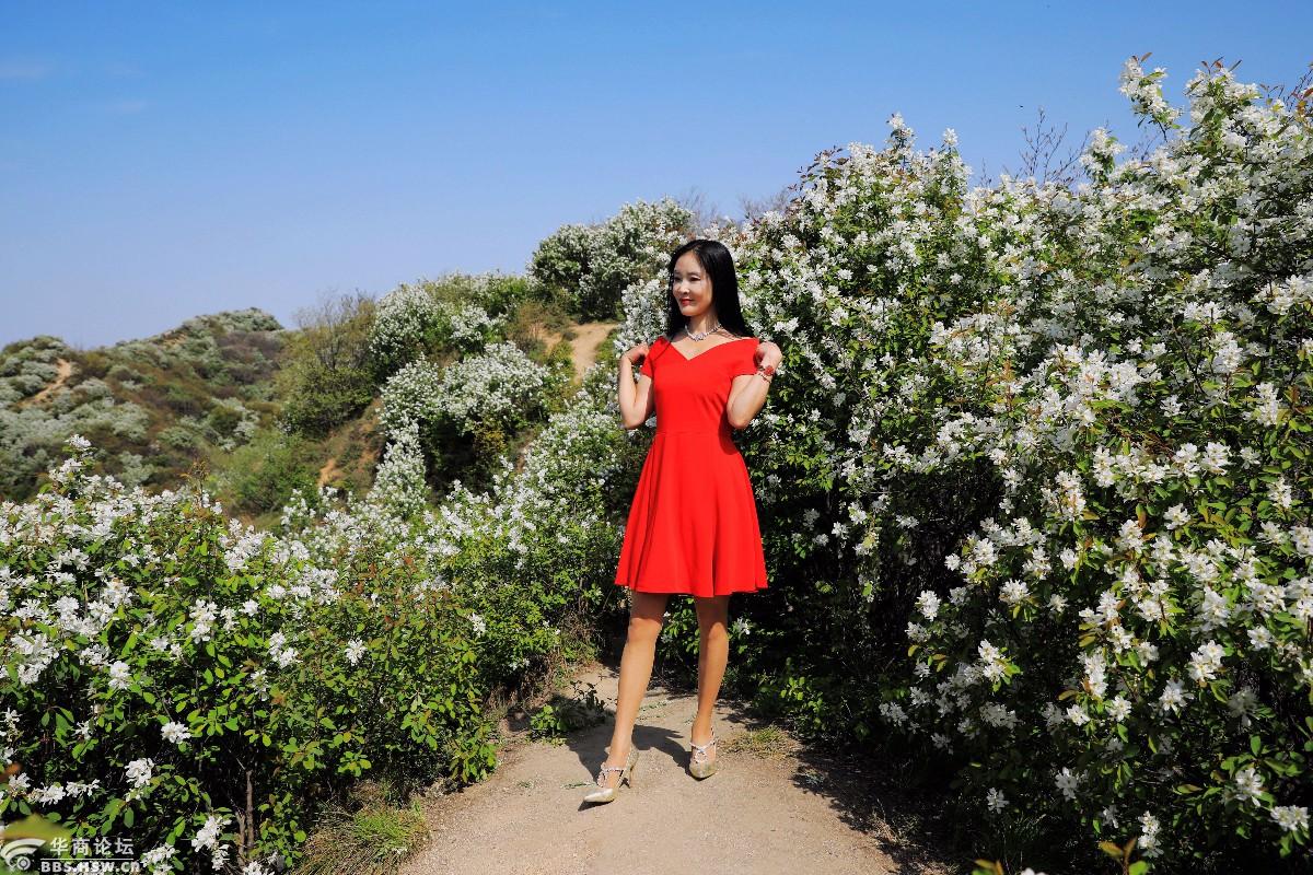 红裙美女驴友徜徉在皇峪寺至子午峪白鹃梅花海梁上