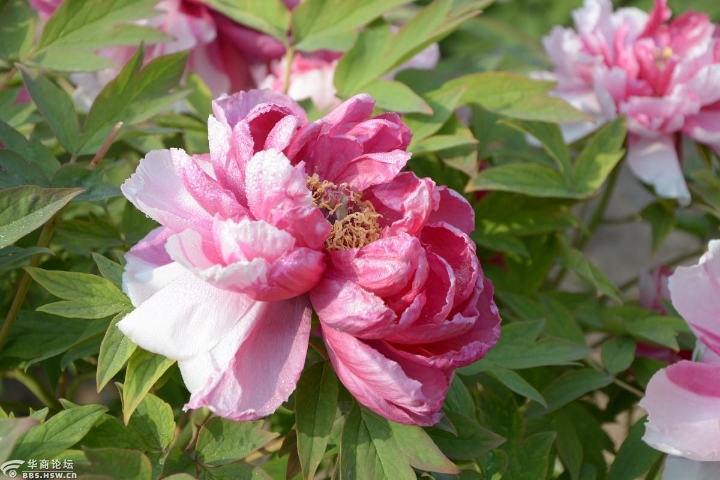 兴庆宫中举杯来，沉香亭下牡丹开