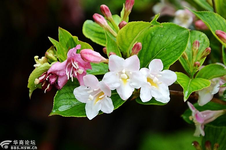 锦带花