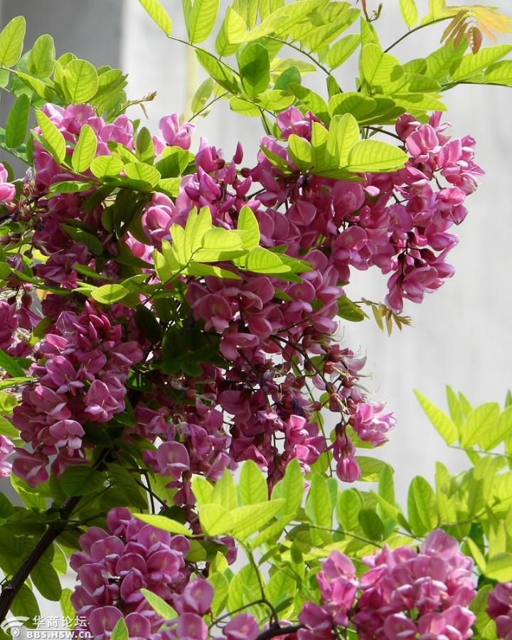 红槐花漂亮不宜食用
