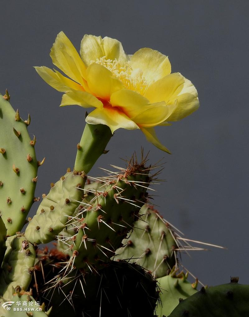 仙人掌上黄花开