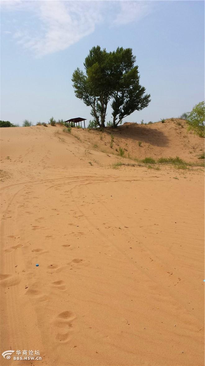 靖边金鸡沙风景