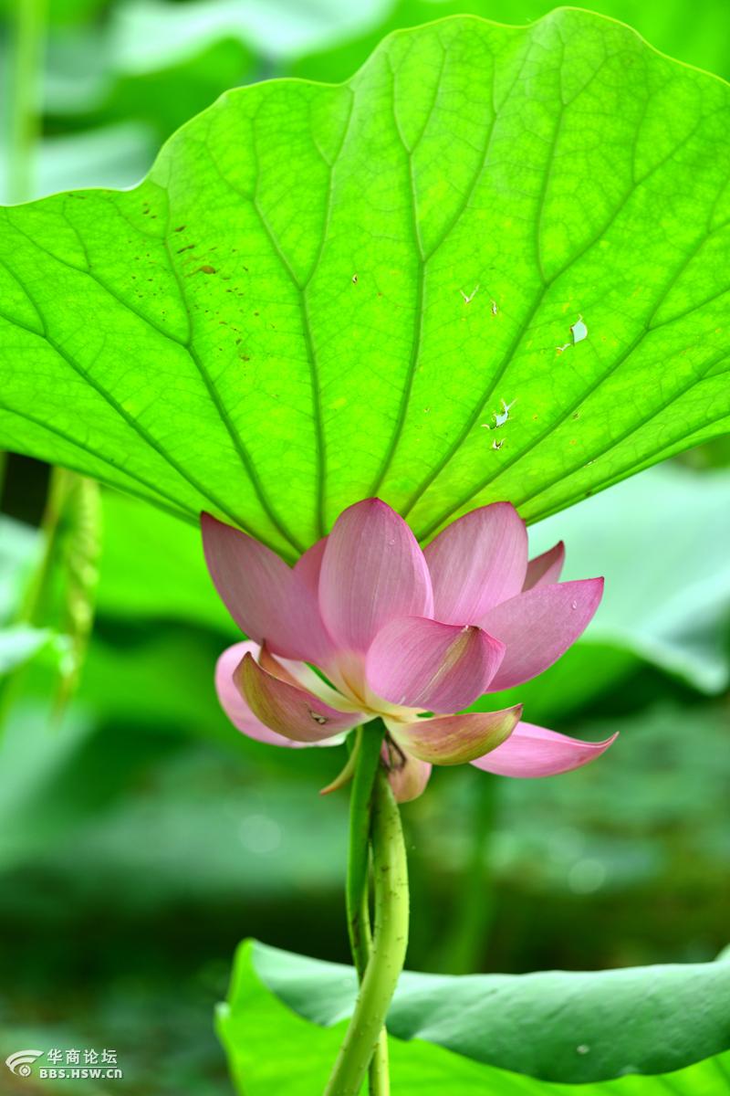 东洞庭湖野生荷花