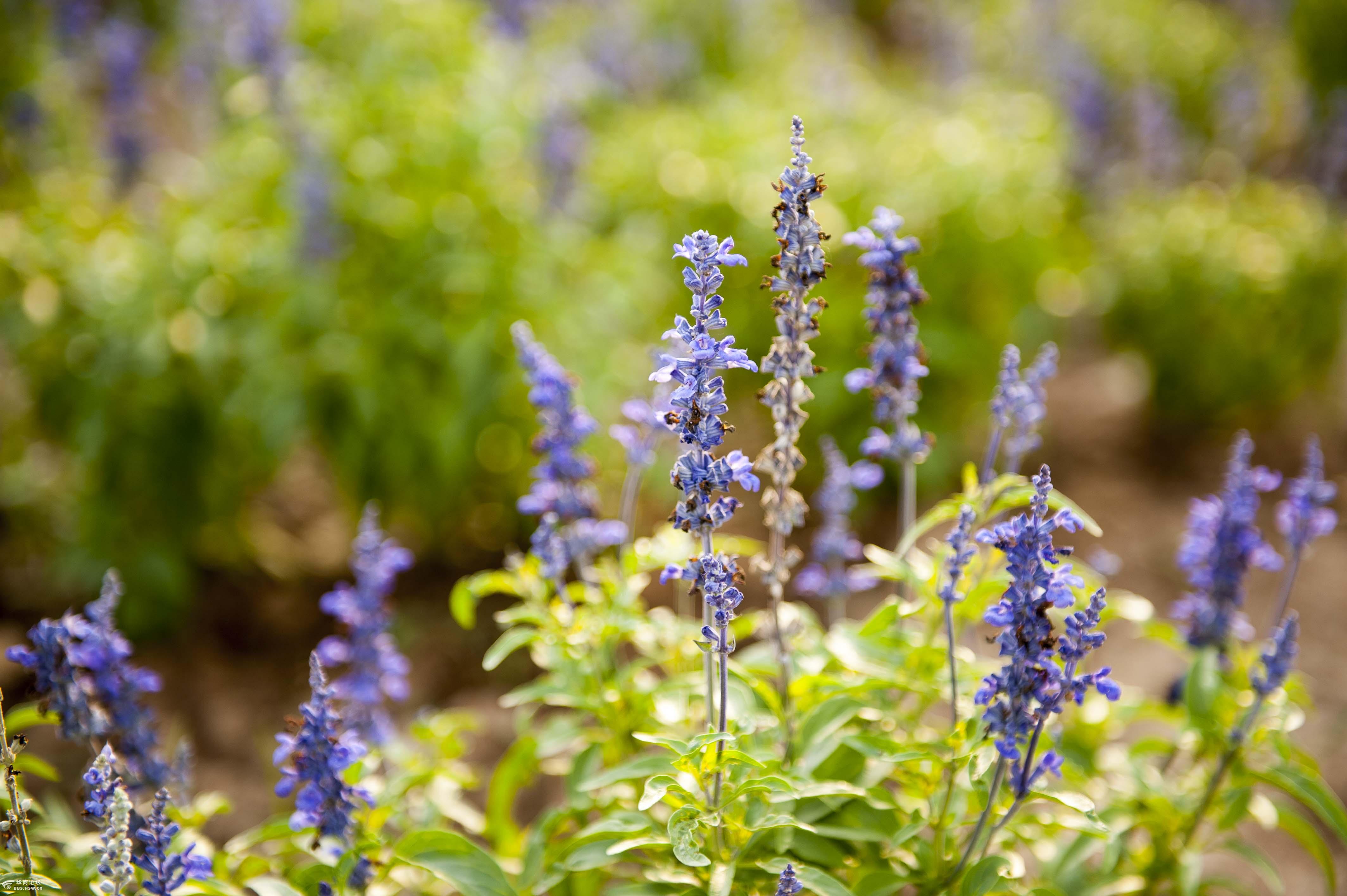 咸阳西部芳香园田园风光