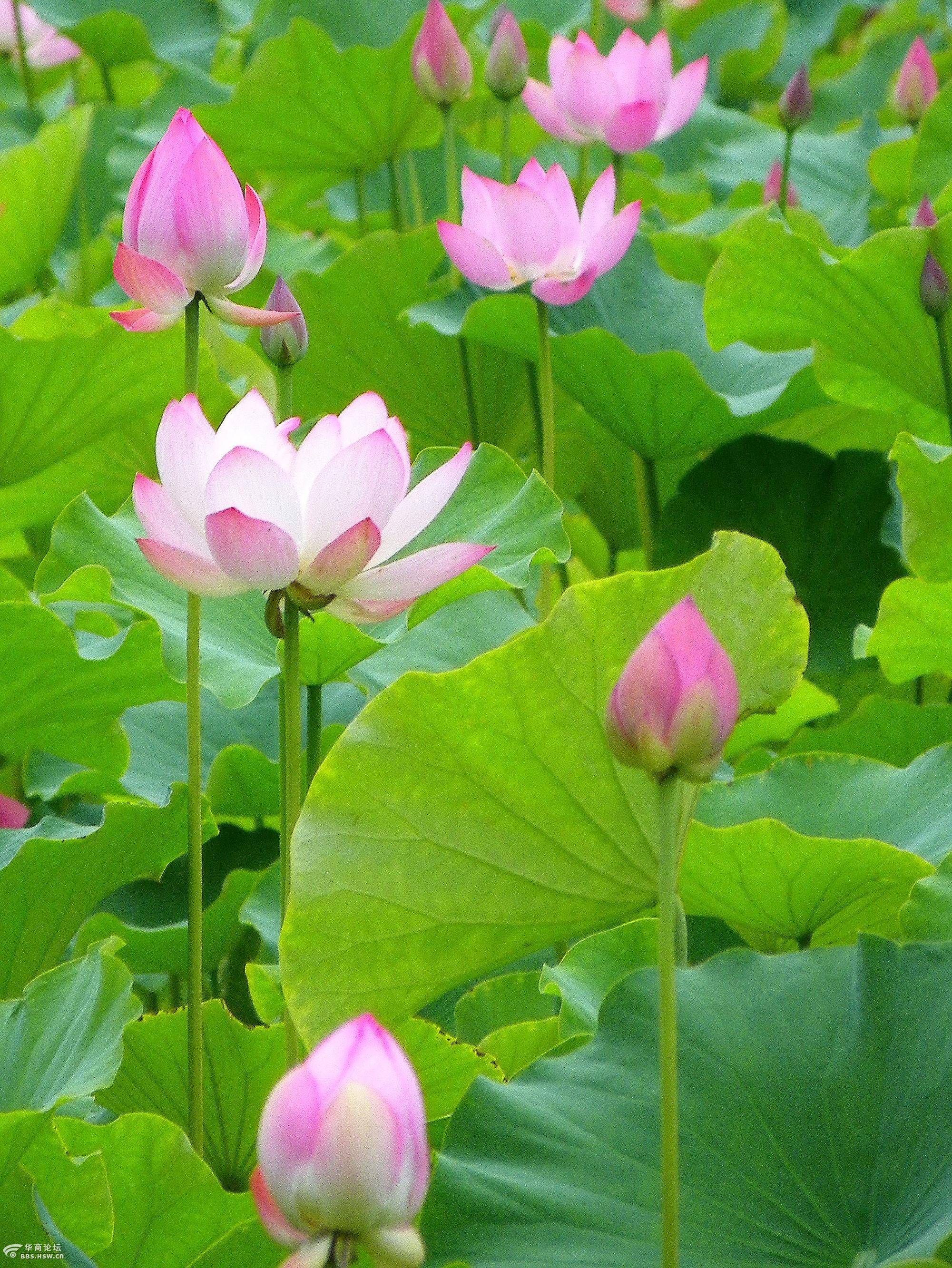 荷花池畔赏拍忙