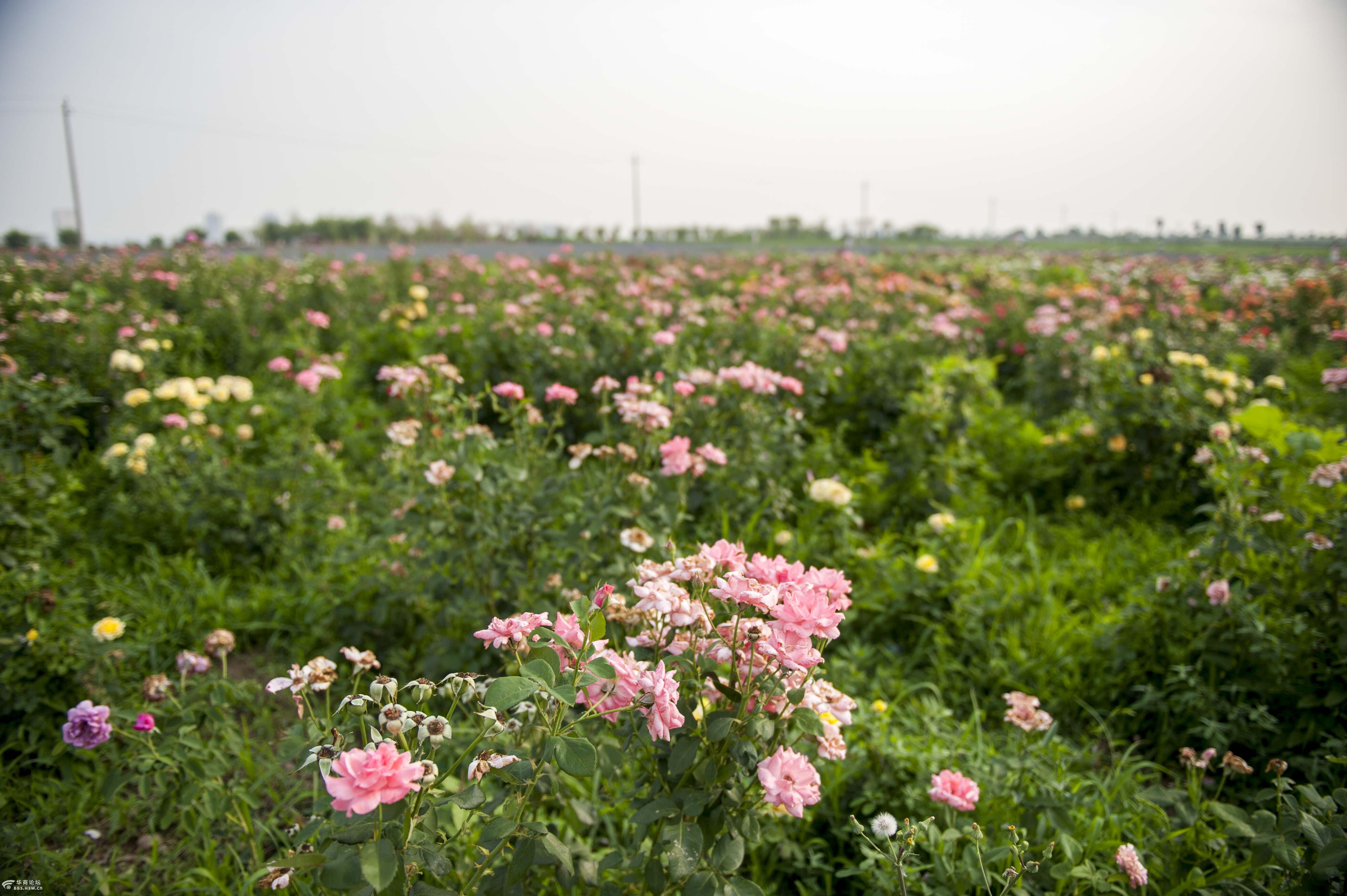 咸阳西部芳香园田园风光