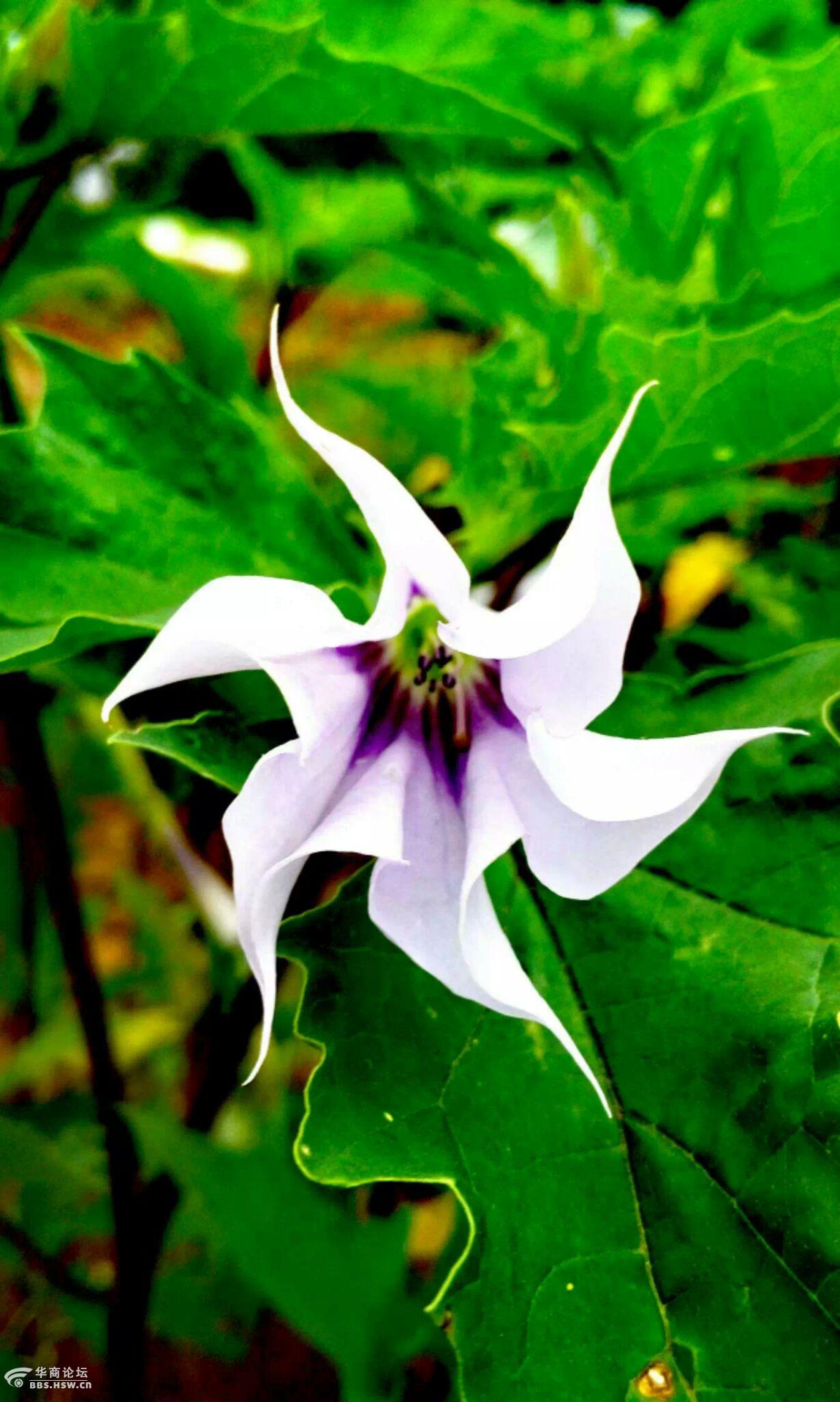 山花烂漫药王谷奇花异草见过么