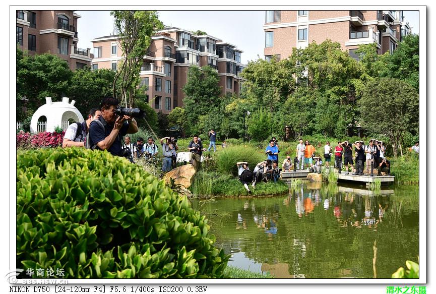 维兰德小镇的靓女们