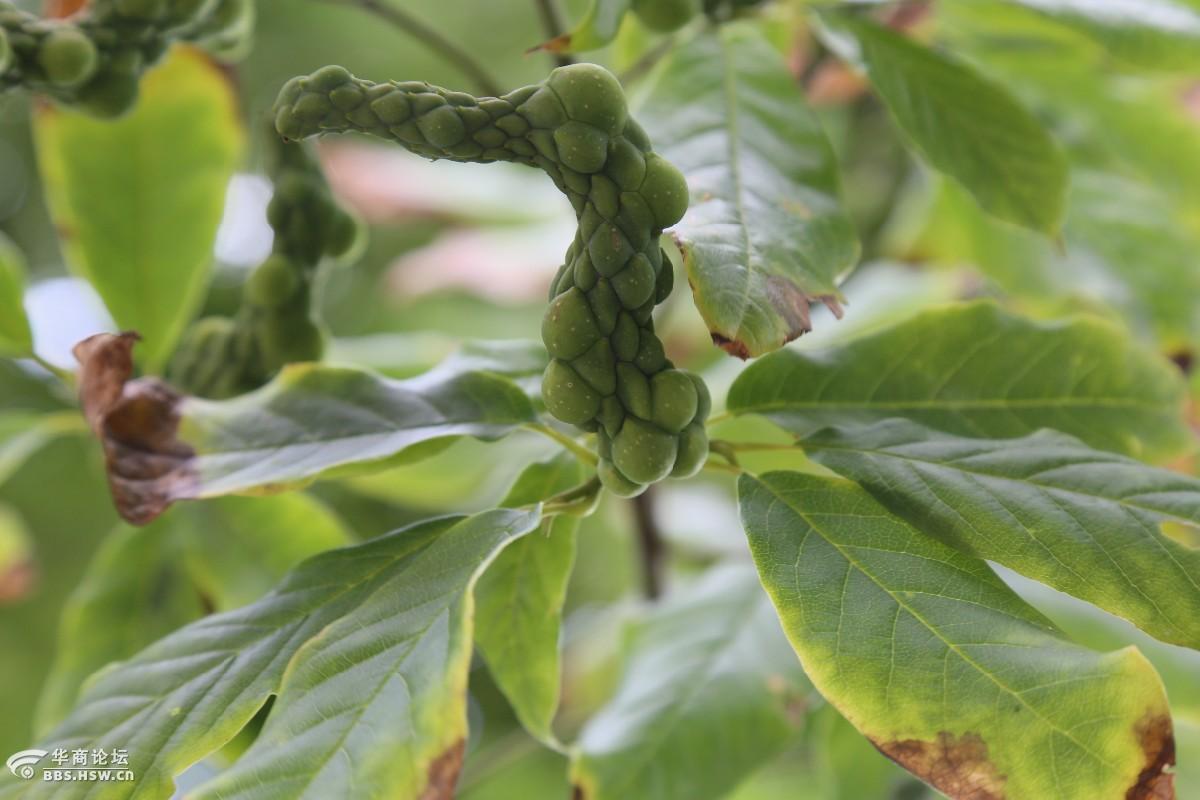 2016-07-11 19:582楼老杨树 浏览大图