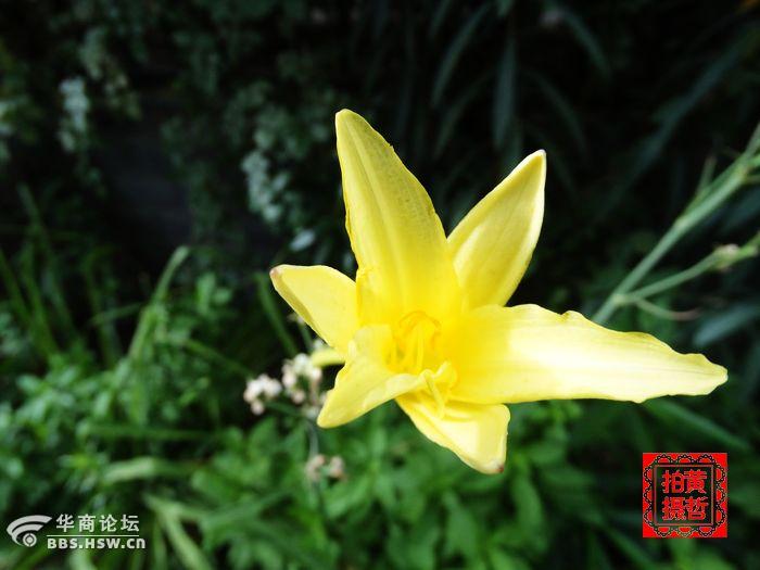 图文之昨日黄花别样红