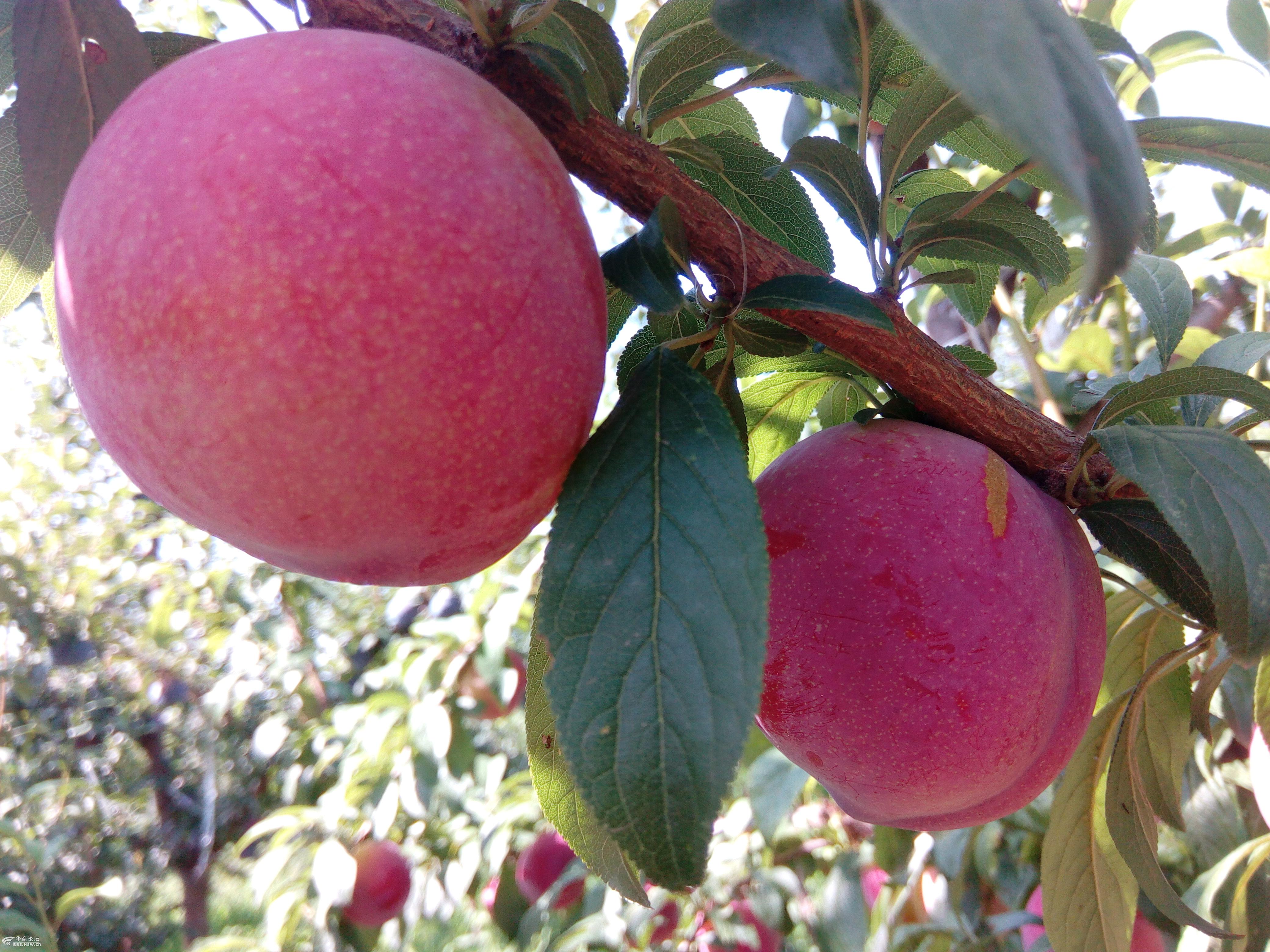 李子长得和苹果一样美