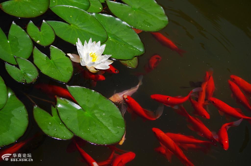 莲花鲤鱼.吉祥富贵