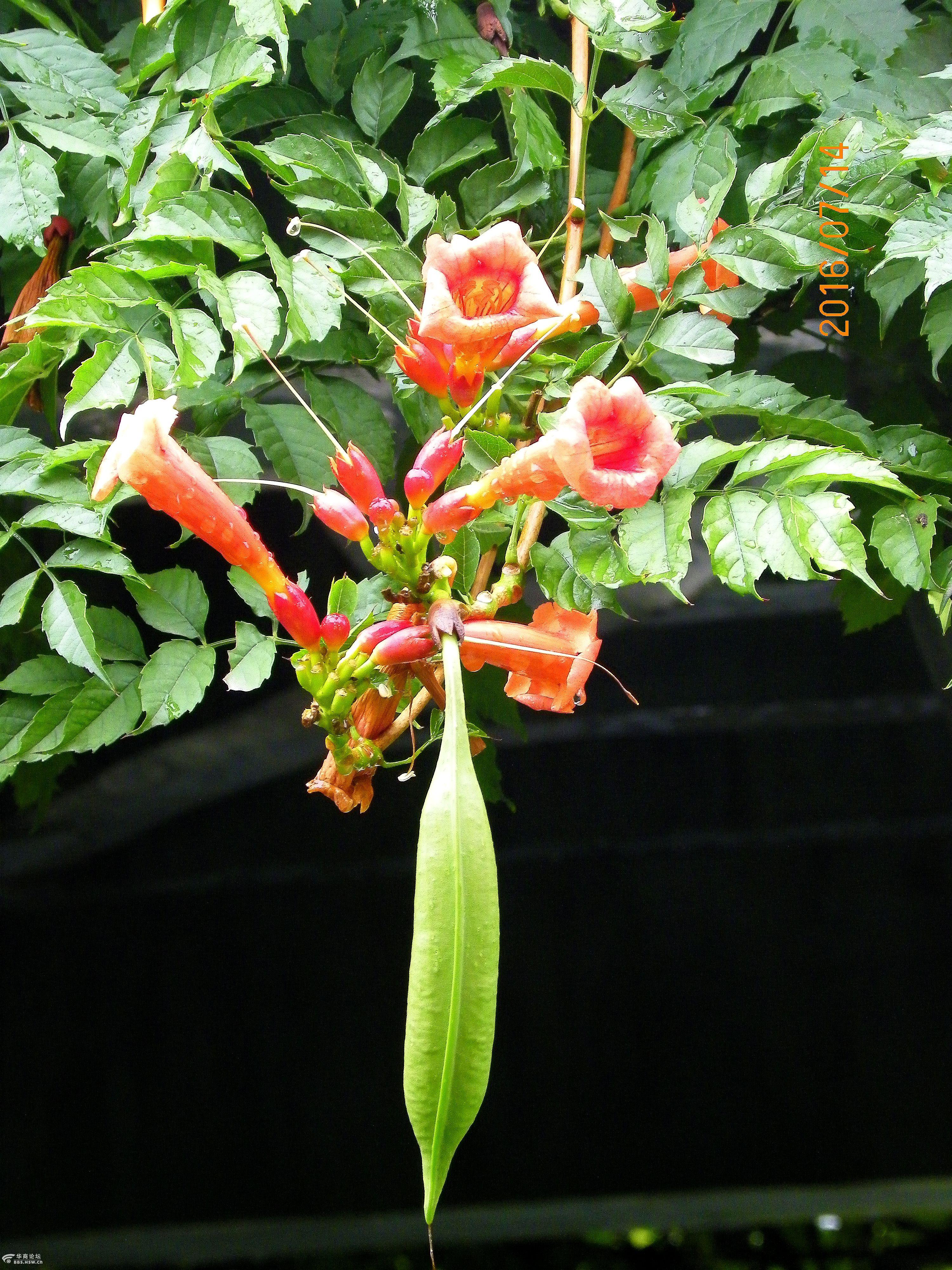 喜看凌霄开花又结果