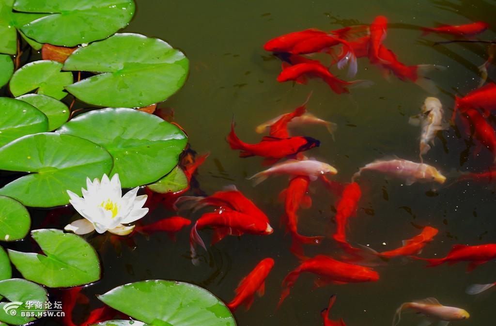 莲花鲤鱼.吉祥富贵