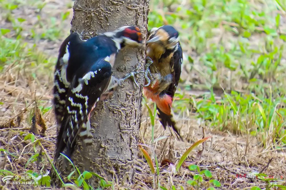 两只打架的啄木鸟最后三张是视频截图