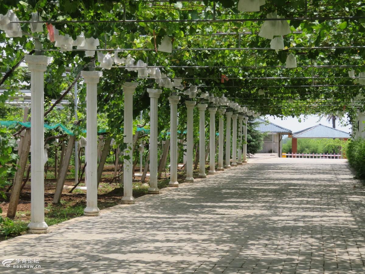 带着小孙女逛白鹿原葡萄公园