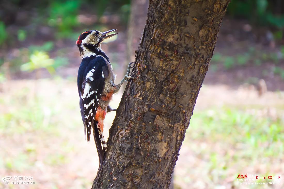 两只打架的啄木鸟最后三张是视频截图