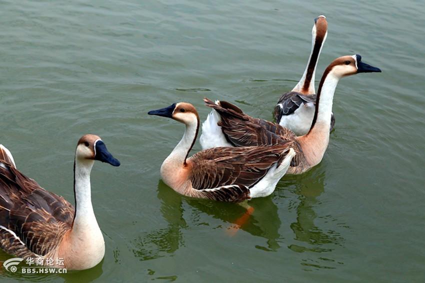 紫蒲生湿岸青鸭戏新波