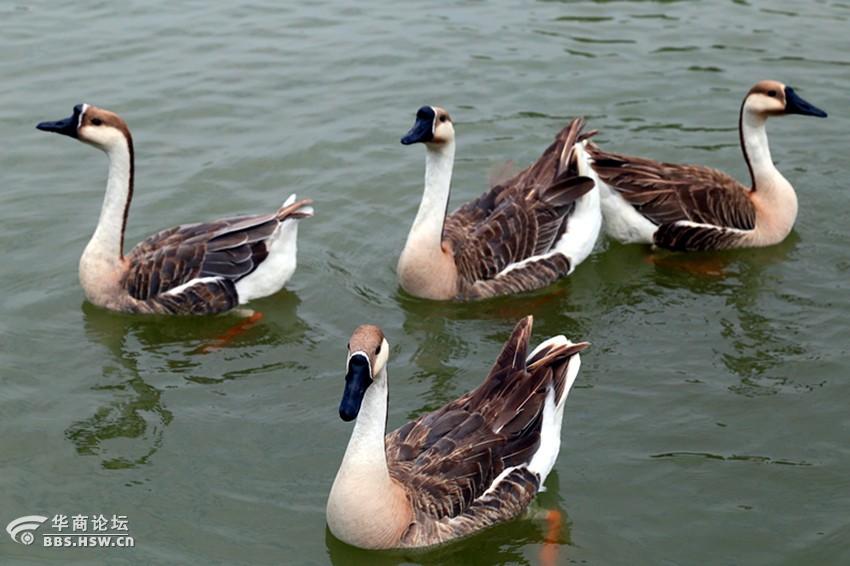 紫蒲生湿岸青鸭戏新波组图