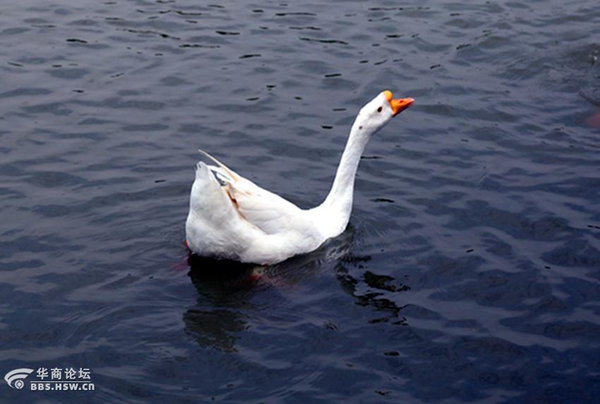 紫蒲生湿岸青鸭戏新波