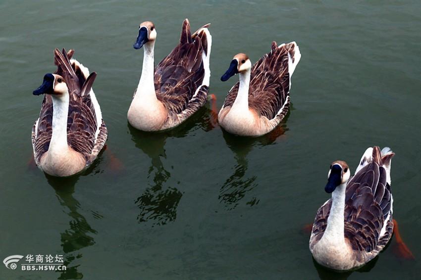紫蒲生湿岸青鸭戏新波