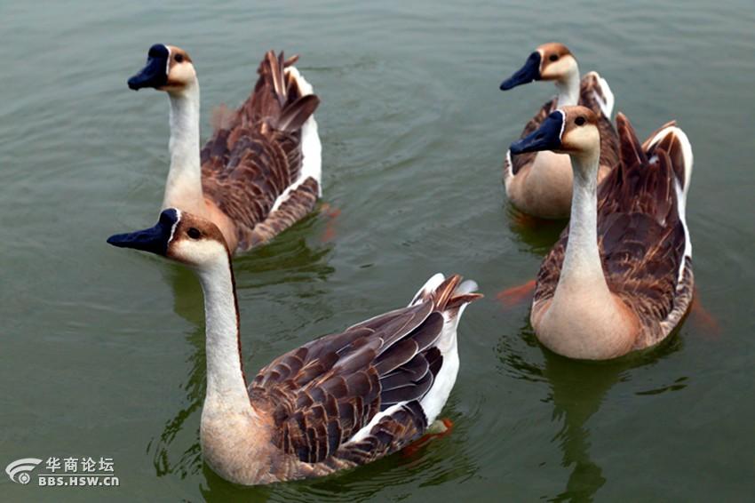 紫蒲生湿岸青鸭戏新波