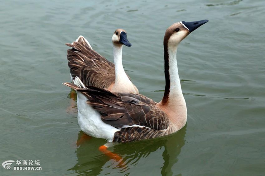 紫蒲生湿岸青鸭戏新波
