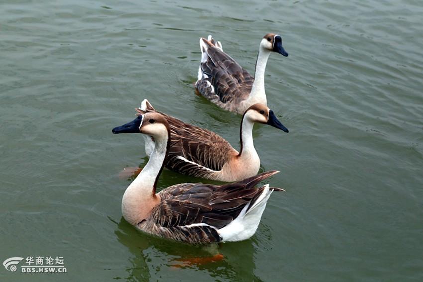 紫蒲生湿岸青鸭戏新波
