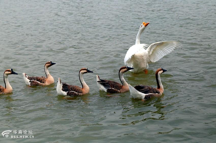 紫蒲生湿岸青鸭戏新波