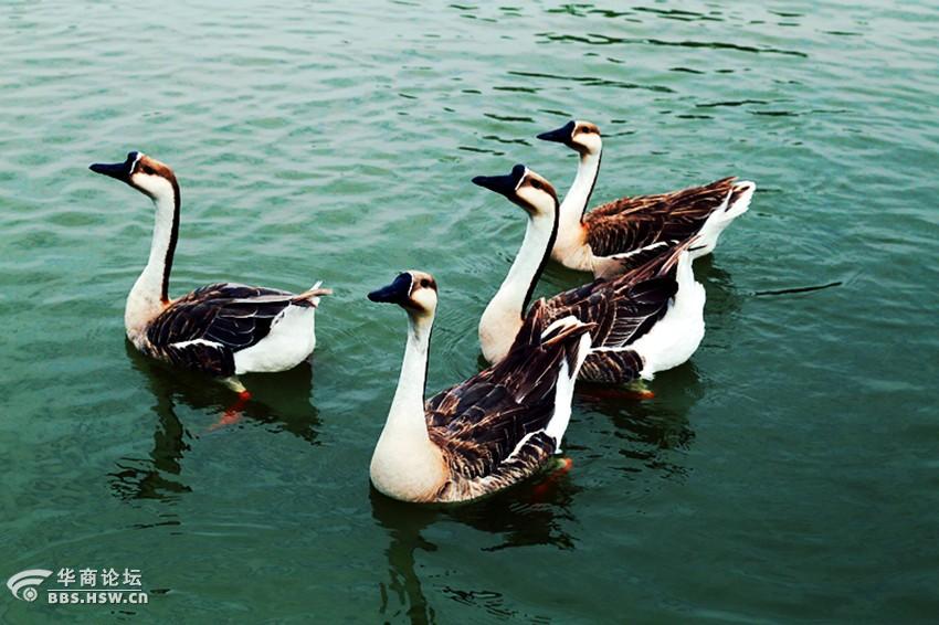 紫蒲生湿岸青鸭戏新波组图