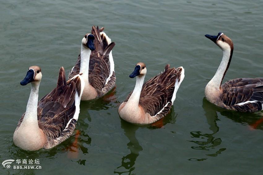 紫蒲生湿岸青鸭戏新波